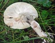 Grüner Knollenblätterpilz, Foto 59