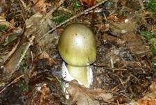 Grüner Knollenblätterpilz, Foto 8