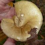 Grüner Knollenblätterpilz, Foto 63