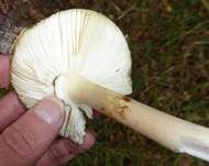 Grüner Knollenblätterpilz, Foto 64
