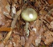Grüner Knollenblätterpilz, Foto 66