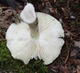 Grüner Knollenblätterpilz, Foto 67