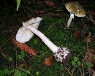 Grüner Knollenblätterpilz, Foto 68