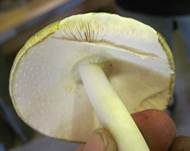 Grüner Knollenblätterpilz, Foto 9