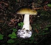 Grüner Knollenblätterpilz, Foto 73