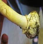 Grüner Knollenblätterpilz, Foto 74