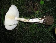Grüner Knollenblätterpilz, Foto 75