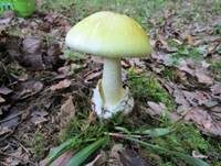 Grüner Knollenblätterpilz, Foto 76