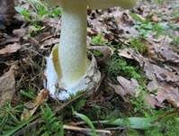 Grüner Knollenblätterpilz, Foto 77