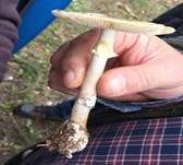 Grüner Knollenblätterpilz, Foto 80