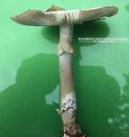 Grüner Knollenblätterpilz, Foto 81