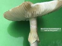 Grüner Knollenblätterpilz, Foto 82