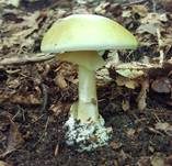 Grüner Knollenblätterpilz, Foto 84