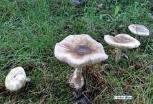 Grüner Knollenblätterpilz, Foto 85