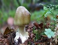 Grüner Knollenblätterpilz, Foto 90