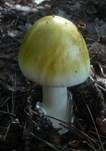 Grüner Knollenblätterpilz, Foto 92