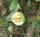 Grüner Knollenblätterpilz, Foto 96