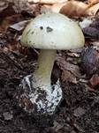 Grüner Knollenblätterpilz, Foto 97
