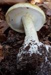 Grüner Knollenblätterpilz, Foto 98