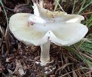 Grüner Knollenblätterpilz, Foto 99