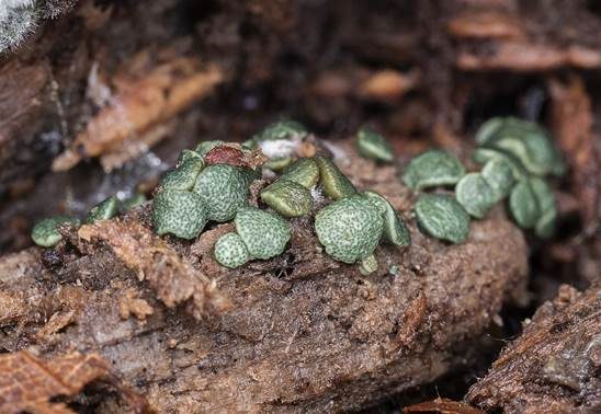 Grüner Kugelpustelpilz, Foto 2