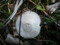 Grüner Milchling, Foto 14