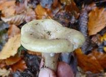 Grüner Milchling, Foto 6
