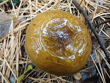 Grüner Nadelwald-Heringstäubling, Foto 2