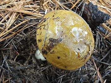 Grüner Nadelwald-Heringstäubling, Foto 4