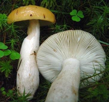 Grüner Ockertäubling, Foto 2