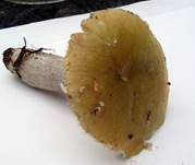 Grüner Ockertäubling, Foto 5