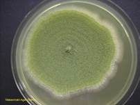 Grüner Schimmelpilz, Foto 30