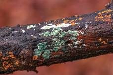 Grüner Schimmelpilz, Foto 7