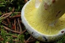 Grüner Schmarotzer Pustelpilz, Foto 13