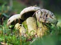 Grüner Schmarotzer Pustelpilz, Foto 15