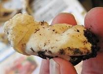 Grüner Schmarotzer Pustelpilz, Foto 18