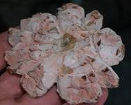 Grüner Schmarotzer Pustelpilz, Foto 19