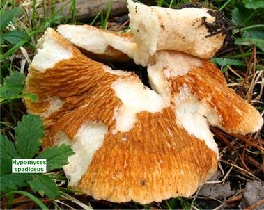 Grüner Schmarotzer Pustelpilz, Foto 23