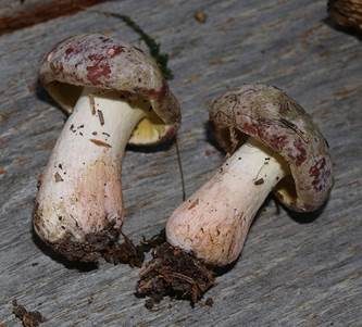 Grüner Schmarotzer Pustelpilz, Foto 5