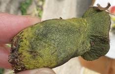 Grüner Schmarotzer Pustelpilz, Foto 7