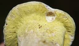 Grüner Schmarotzer Pustelpilz, Foto 10