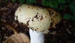 Grüner Speisetäubling, Foto 16