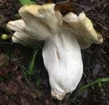Grüner Speisetäubling, Foto 20