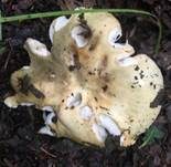 Grüner Speisetäubling, Foto 21