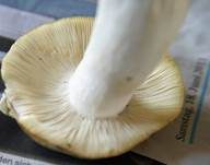 Grüner Speisetäubling, Foto 22