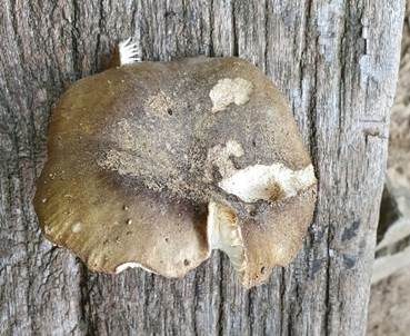 Grüner Speisetäubling, Foto 6