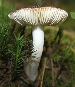 Grünerlentäubling, Foto 5