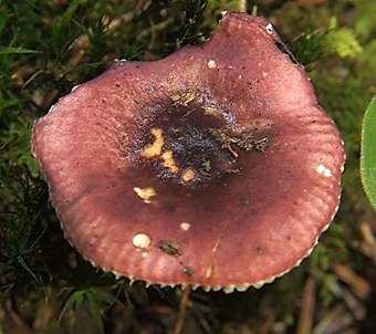 Grünerlentäubling, Foto 6