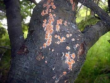 Grünerlen-Zystidenrindenpilz, Foto 5