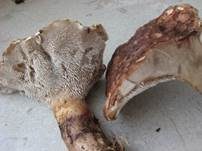 Grünfüßiger Braunsporstacheling, Foto 6